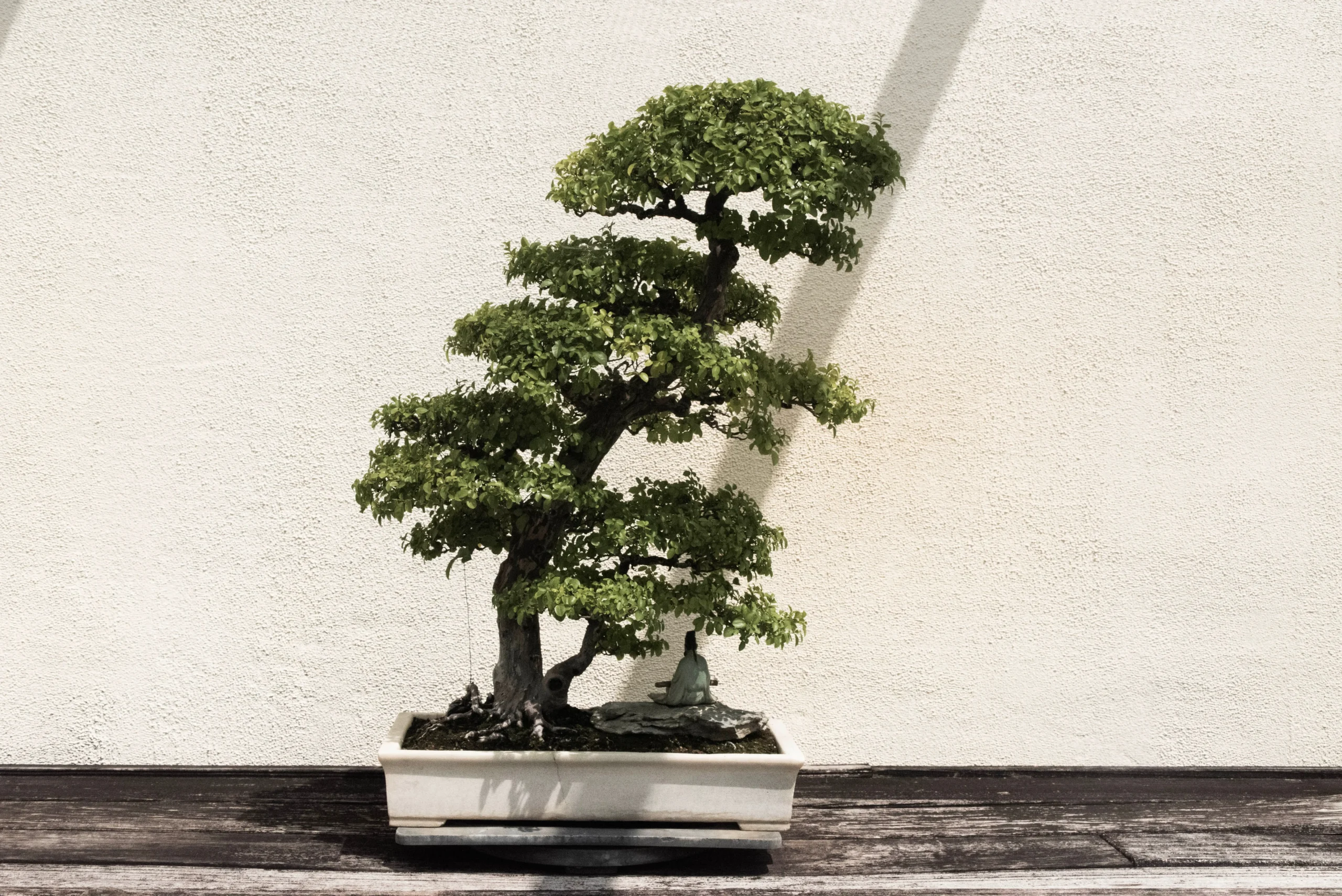 Bonsai